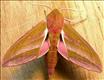 1991 (69.016)<br>Elephant Hawk-moth